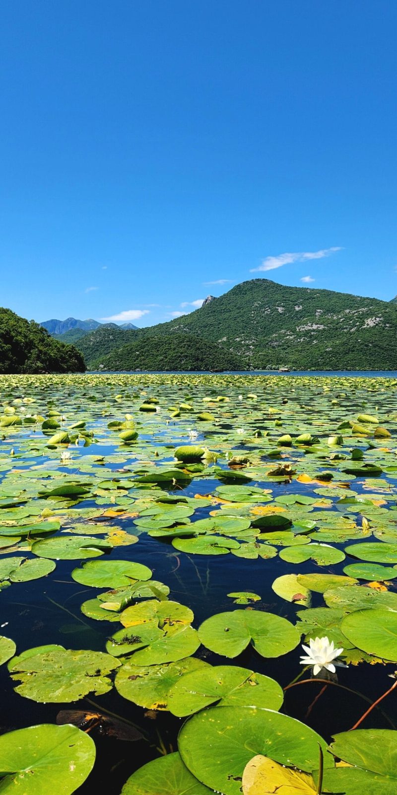 Paweł Kurzawa CzarnogórzePrzewodnik Czarnogóra Jezioro Szkoderskie